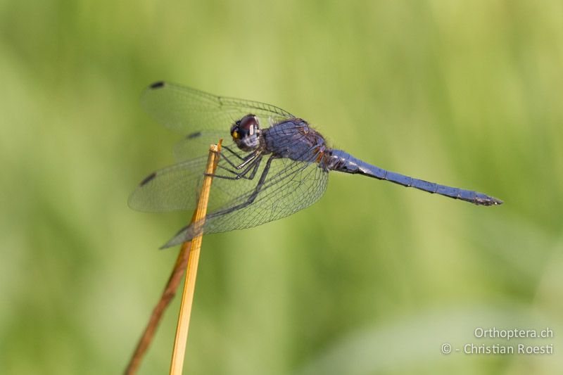 Trithemis cf. furva, Navy Dropwing ♂ - SA, Nort West, Rustenburg, Magaliesberg, 14.01.2015