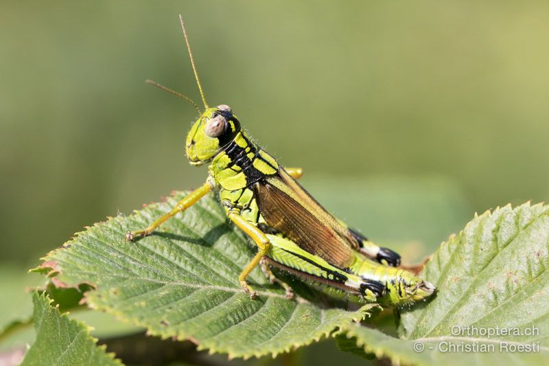 Miramella irena ♀ - HR, Istrien, Vela Učka, 20.07.2015