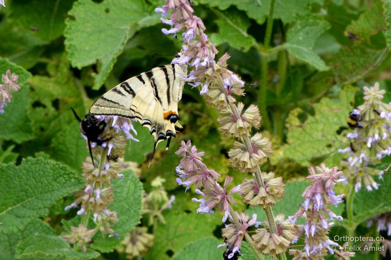 Segelfalter, Iphiclides podalirius - HR, Istrien, Račja Vas, Dol, 24.07.2015