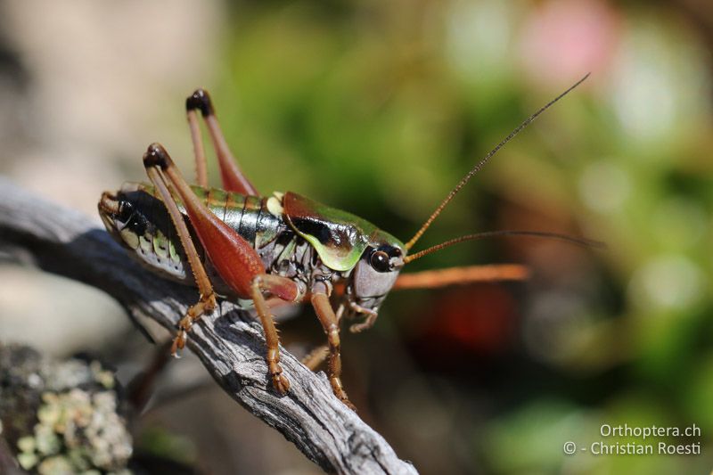 Anonconotus italoaustriacus ♂ - AT, Kärnten, Grossglockner Nationalpark, Heiligenblut, 21.09.2016