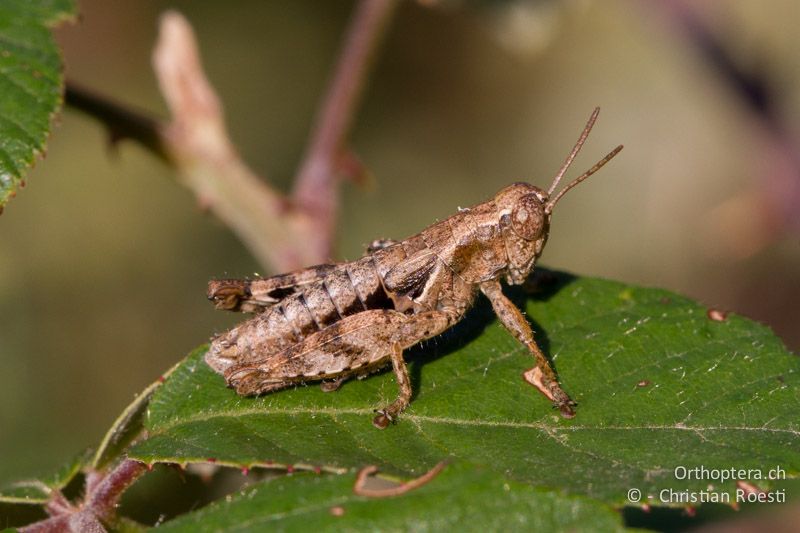 Pezotettix giornae ♂. Die Augen sind bei beiden Geschlechtern und im Vergleich mit anderen Kurzfühlerschrecken sehr gross - CH, TI, Monte im Muggiotal, 04.09.2013