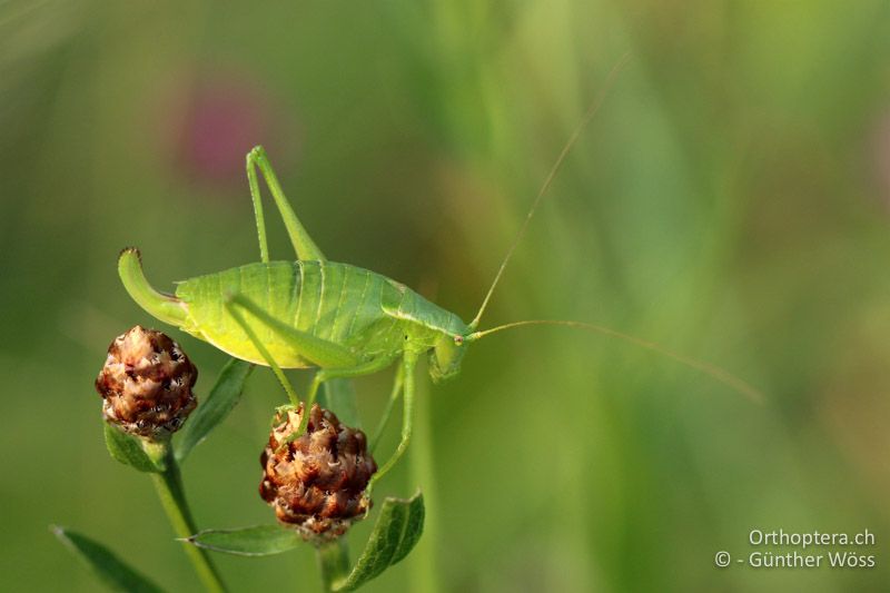 Isophya camptoxypha ♀ - AT, Niederösterreich, Lengbachl, 29.06.2014