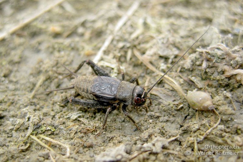 Modicogryllus frontalis ♂ - AT, Niederösterreich, Baumgarten am Tullnerfeld, 22.04.2014