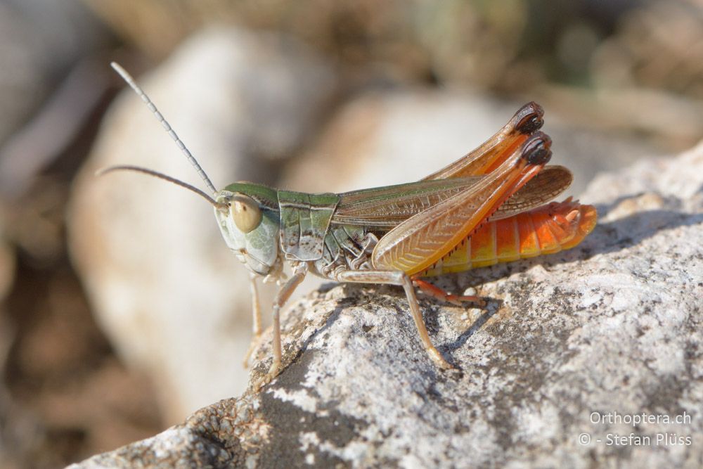 Stenobothrus fischeri ♂ - HR, Cres, Predošćica, 23.07.2015