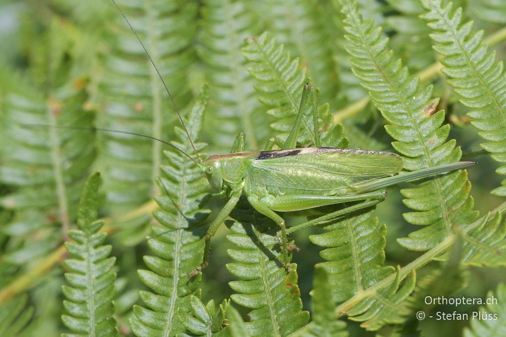 Tettigonia bacanica ♀ - BG, Blagoevgrad, Waldlichtung vor Raslog bei Bansko, 14.07.2018