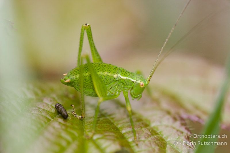 Larve von Barbitistes serricauda ♀ - CH, SZ, Arth-Goldau, 12.06.2008