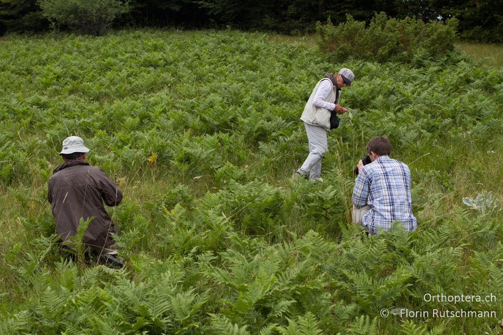 Auf Poecilimon-Suche im Adlerfarn - GR, Westmakedonien, Mt. Vernon, 10.07.2013