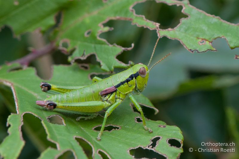 Odontopodisma schmidtii ♀ - IT, Venetien, Brendola, 22.06.2010