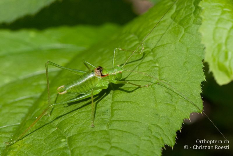 Poecilimon gracilis ♂, frisch gehäutet - AT, Kärnten, Neuhaus, 24.06.2010