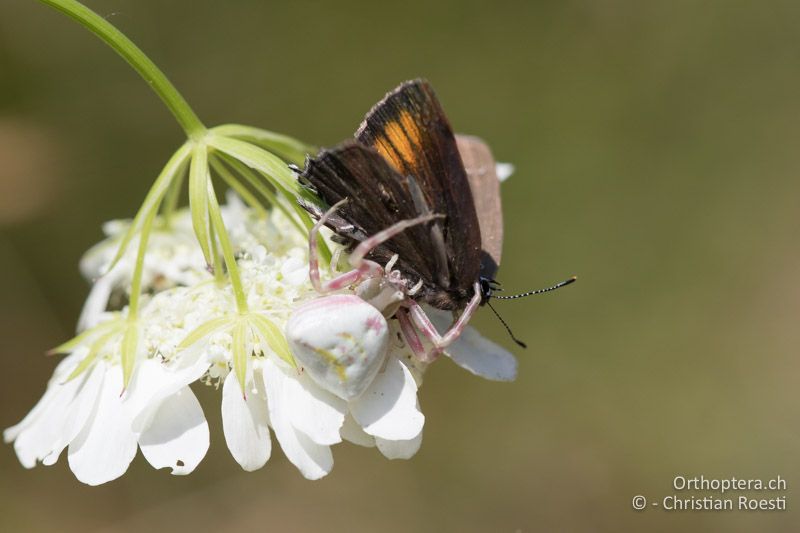 Braune Eichen-Zipfelfalter (Satyrium ilicis) - HR, Istrien, Skitača, 23.06.2016