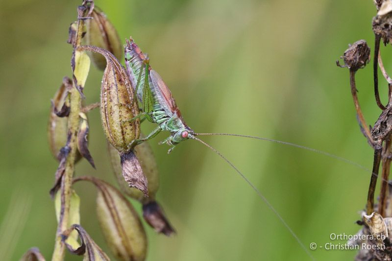 Conocephalus dorsalis ♂ - CH, Schwyz, Südufer Sihlsee, 09.09.2016