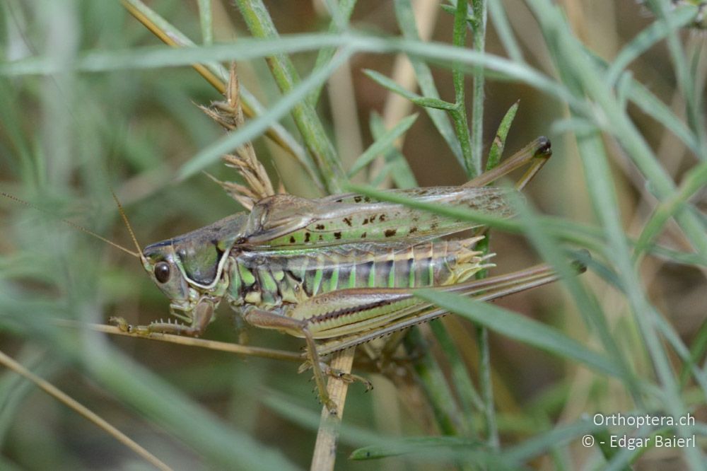 Gampsocleis glabra ♂ singend in dichter Vegetation - AT, Niederösterreich, Ebergassing, 08.07.2018