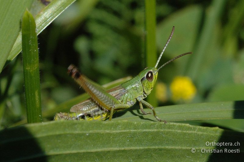 Pseudochorthippus parallelus ♂, singend - CH, VS, Pfyngut, 01.08.2007