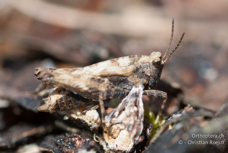 Tetrix undulata ♂ - CH, BE, Bickigen, 14.04.2010