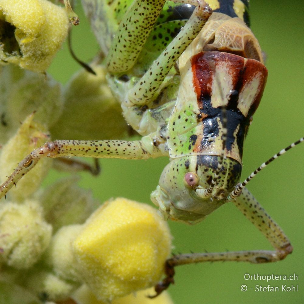 ♂ der Buntschrecke Poecilimon affinis - GR, Westmakedonien, Mt. Vernon, 10.07.2013