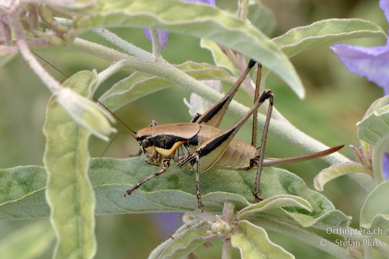 ♀ von Eupholidoptera smyrnensis - GR, Zentralmakedonien, Mt. Hortiatis, 05.07.2013