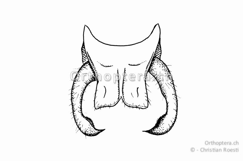 Subgenitalplatte und Cerci von Phaneroptera falcata ♂ von unten. Die Subgenitalplatte ist gegen das Ende lappig erweitert und die Cerci sind hinter der Mitte verdickt.