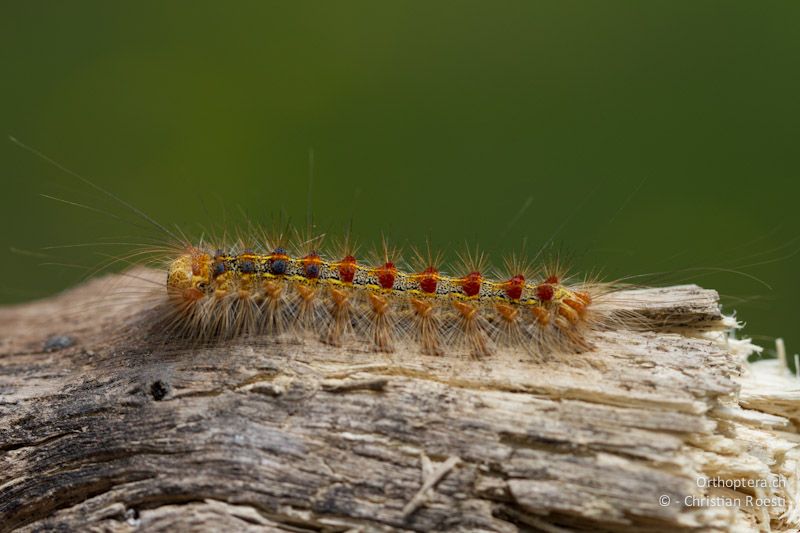 Raupe des Schwammspinners (Lymantria dispar). Die Eichenwälder von Gorica, Lebensraum des Halbringschnäppers, waren voll damit. (Vielen Dank für die Bestimmung Markus Fluri)