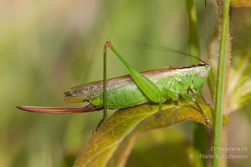 Conocephalus fuscus ♀ - CH, TG, Lengwiler Weiher, 21.08.2010