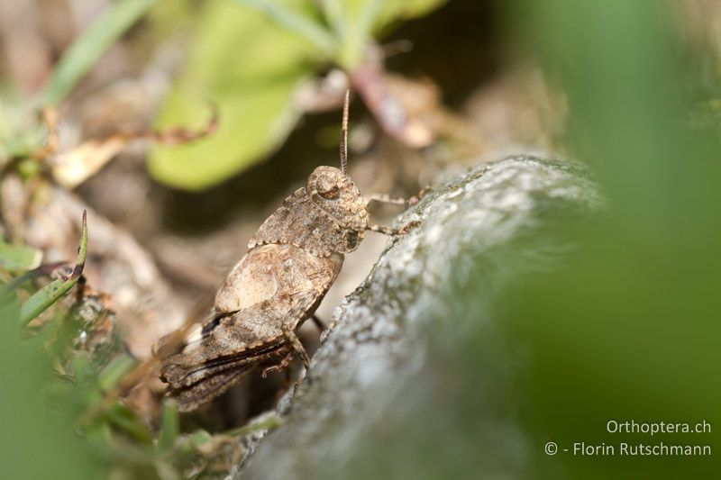 4. oder 5. Larvenstadium von Oedipoda caerulescens ♂ - CH, TI, Mergoscia, 02.07.2011