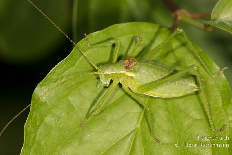 Isophya camptoxypha ♂ - AT, Niederösterreich, Mödling, 09.07.2016