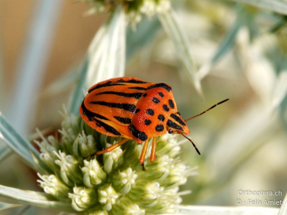 Graphosoma semipunctata - GR, Zentralmakedonien, Scholari, 05.07.2013