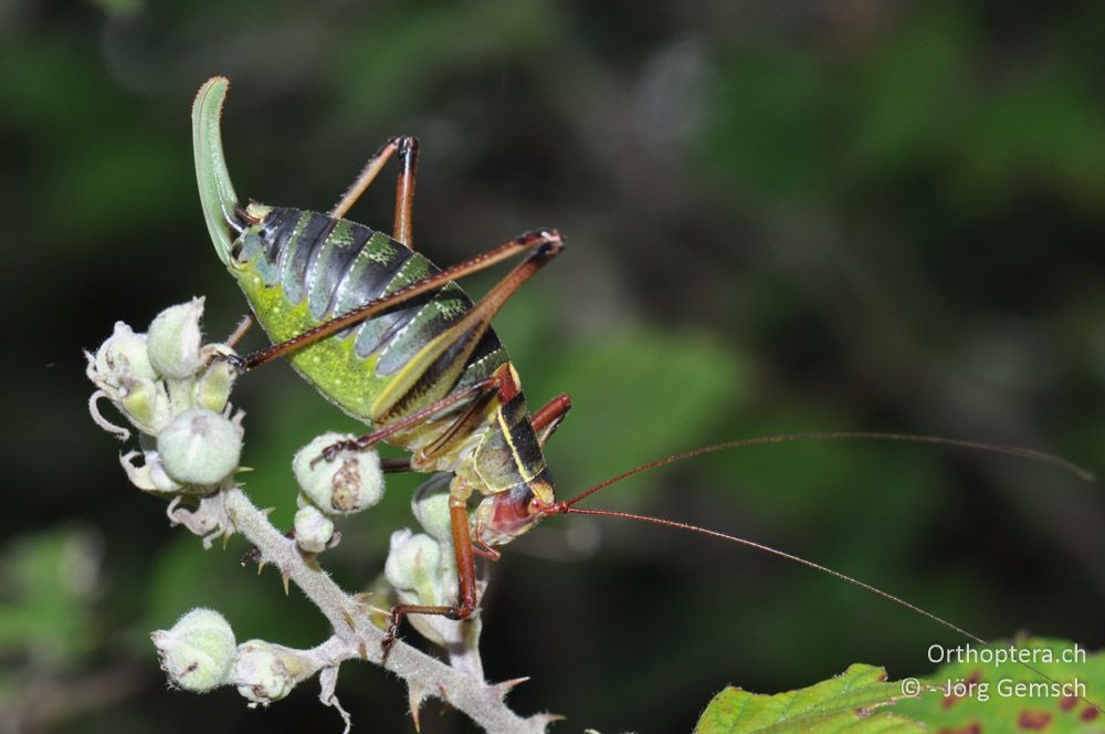 ♀ von Barbitistes yersini - HR, Istrien, Svetvinčenat, 19.06.2016