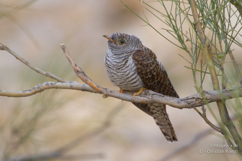 Junger Cuckuck (Common Cuckoo, Cuculus canorus). Dana, 18.05.2011