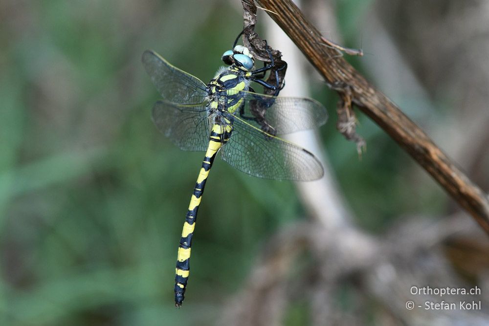 Türkische Quelljungfer (Cordulegaster insignis insignis) ♂ - BG, Chaskowo, Matochina, 09.07.2018