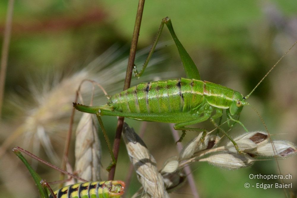 Poecilimon brunneri ♀ - BG, Pasardschik, Streltscha, 10.07.2018