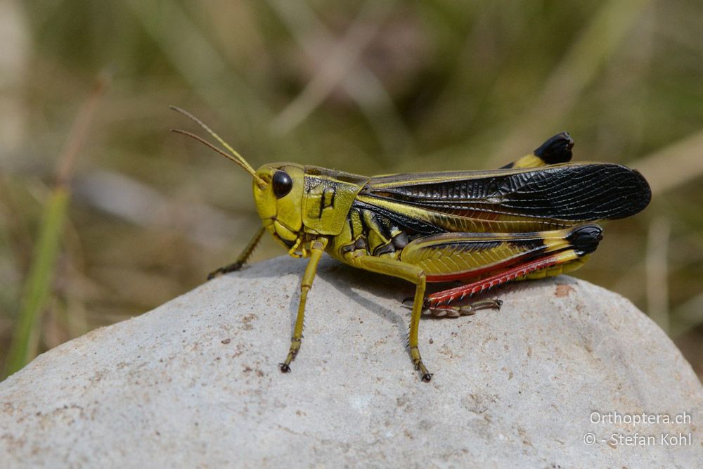 Arcyptera fusca ♂ - HR, Istrien, Račja Vas, Dol, 24.07.2015