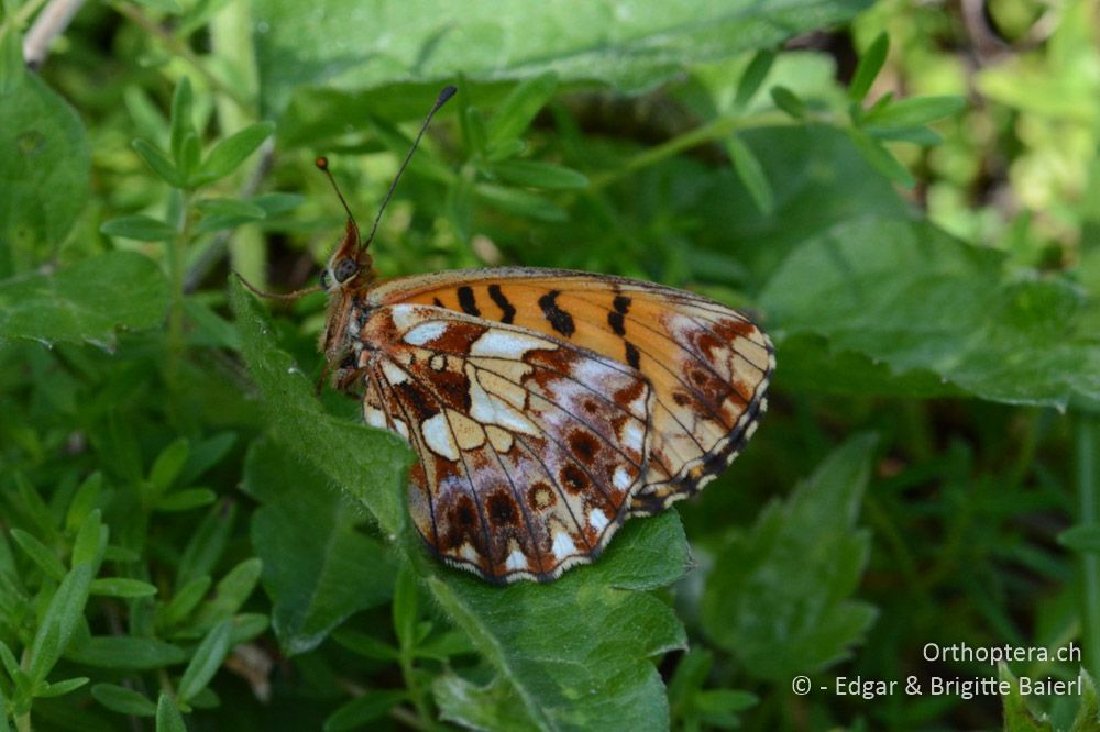 Boloria dia - HR, Istrien, Ponte Porton, 23.06.2016