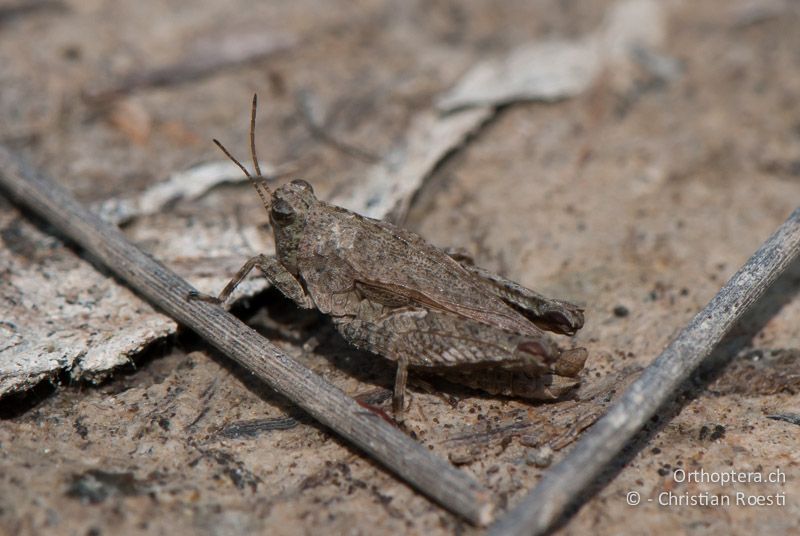 Tetrix tenuicornis ♂ - CH, BE, Wasen, 11.06.2010