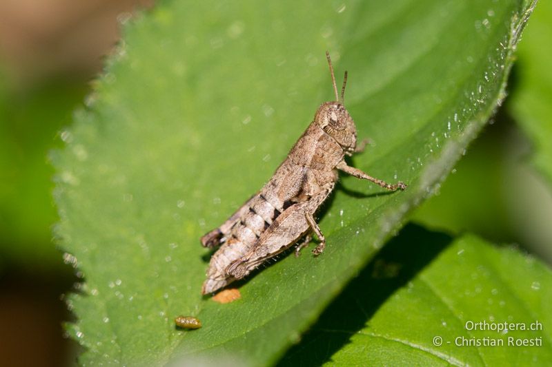 Pezotettix giornae ♀ - CH, TI, Castel-San-Pietro, 02.09.2013