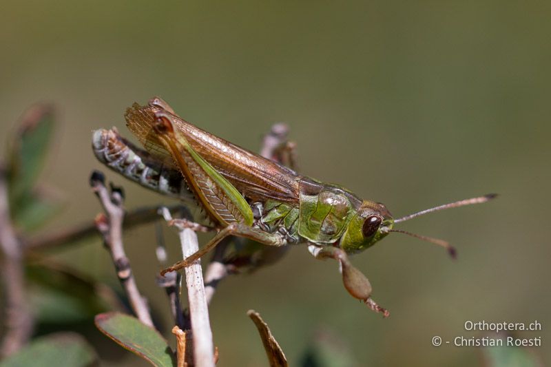 Gomphocerus sibiricus ♂ - CH, VS, Riederalp, 20.08.2011