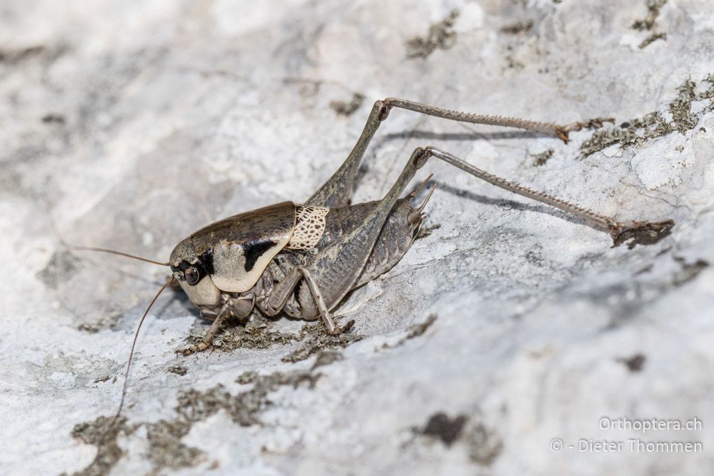 Pholidoptera dalmatica ♂ - HR, Istrien, Cres, Predošćica, 23.07.2015