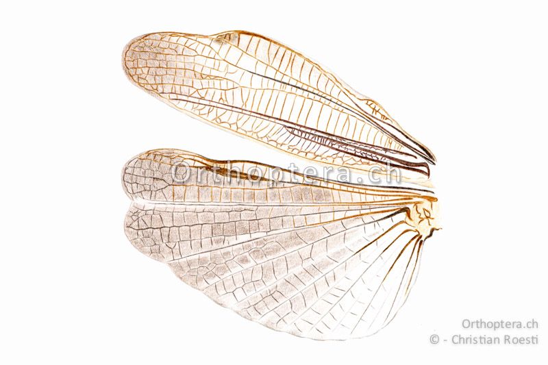 Linke Flügel von Stauroderus scalaris ♂. Präcostal-, Costal- und Medialfeld im Vorderflügel sind erweitert. Der Hinterflügel ist gebräunt. Die verdickten Adern am Vorderrand des Hinterflügels werden wahrscheinlich beim Flugschnarren eingesetzt.