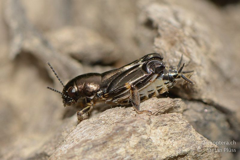 ♀ von Pfaendlers Grabschrecke (Xya pfaendleri) - GR, Zentralmakedonien, Dojran-See, 09.07.2013