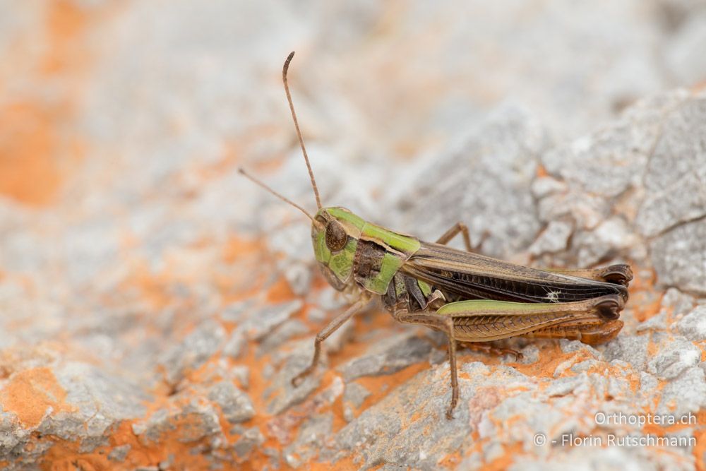 Stenobothrus croaticus Männchen - HR, Lika-Senj, Velebit Nationalpark, 28.07.2014