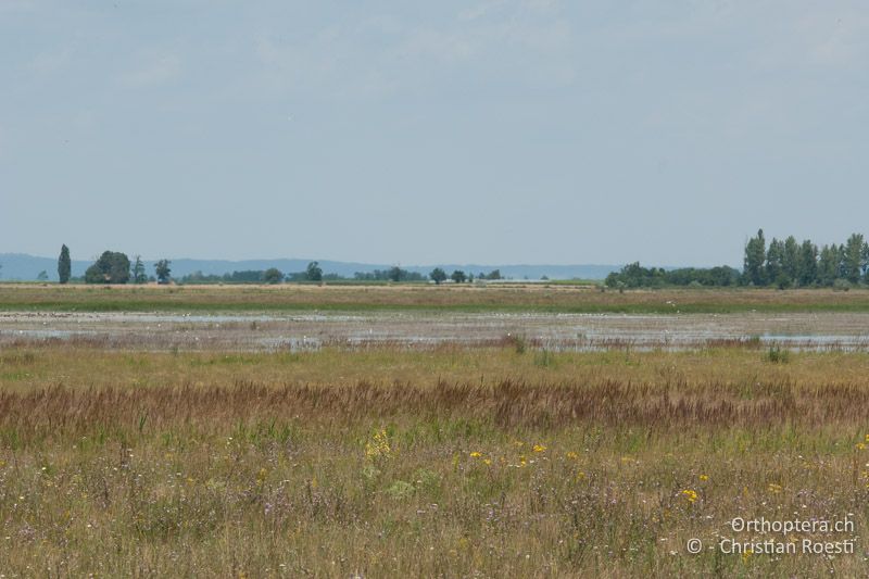 Salzsteppe - AT, Burgenland, Apetlon, 28.06.2008