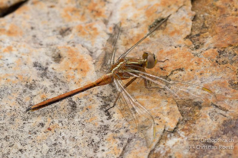 Orthetrum caffrum ♂, Two-striped Skimmer - SA, Mpumalanga, Dullstroom, Field & Stream Lodge,12.01.2015