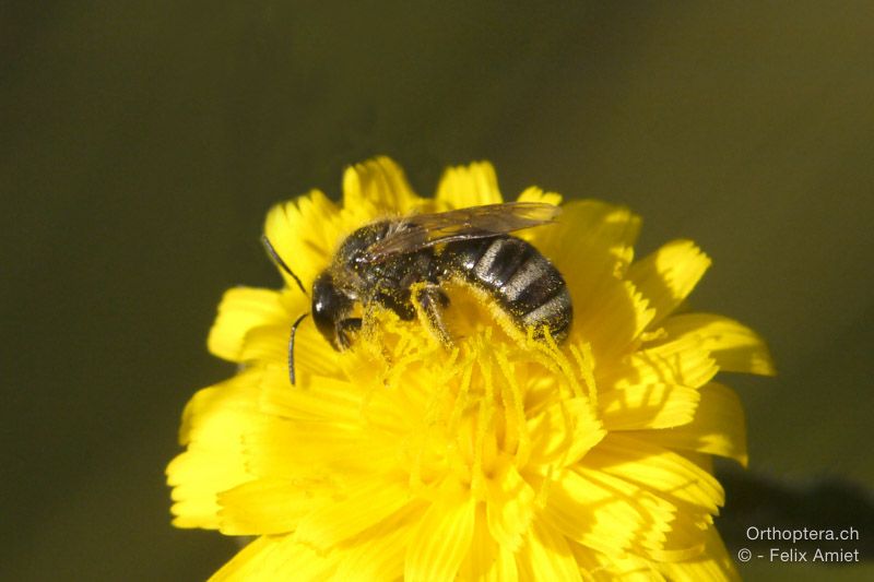 Halictus eurygnathus - HR, Istrien, Mala Učka, 21.07.2015