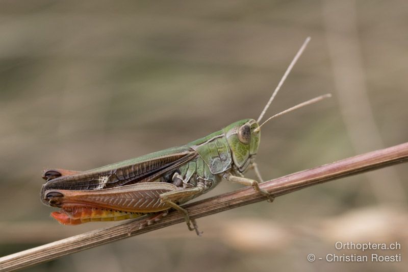 Stenobothrus lineatus ♂ - HR, Istrien, Račja Vas, Dol, 24.07.2015