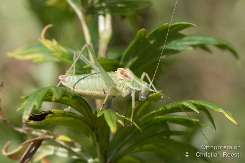 Poecilimon ampliatus ♂ - HR, Istrien, Brest, 25.07.2015