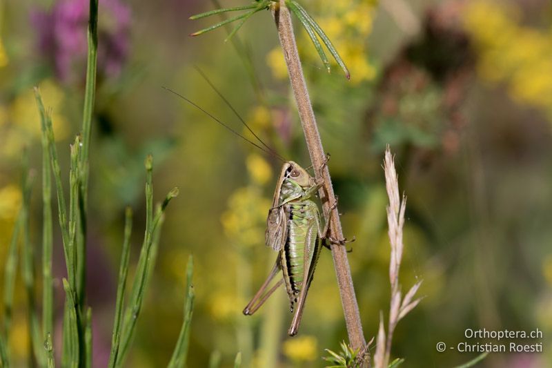 Metrioptera arnoldi ♂ - BG, Sofia, Kopriwschtiza, 11.07.2018