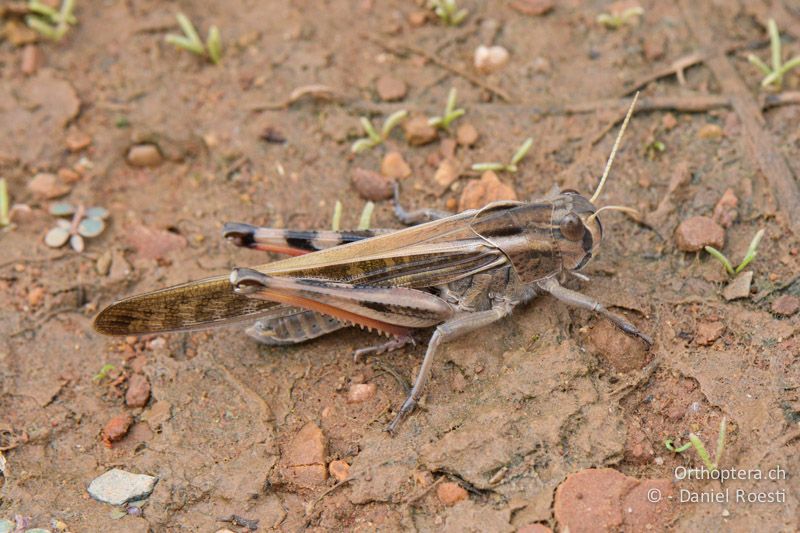 Wanderheuschrecke (Locusta migratoria) ♂ - FR, Camargue, St. Gilles, 10.07.2014