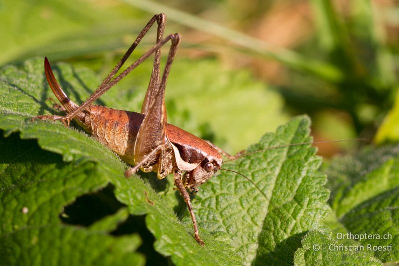 Pholidoptera fallax ♀ in der Morgensonne - CH, TI, Monte im Muggiotal, 04.09.2013