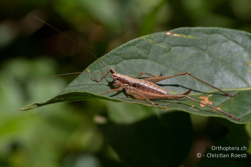 Yersinella raymondii ♀ - CH, TI, Mt. Caslano, 02.09.2013