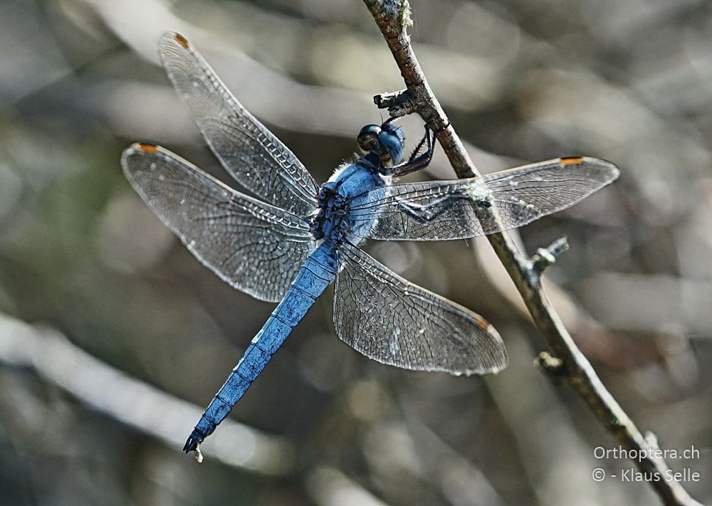 Südlicher Blaupfeil (Orthetrum brunneum) - HR, Istrien, Pazin, 25.06.2016