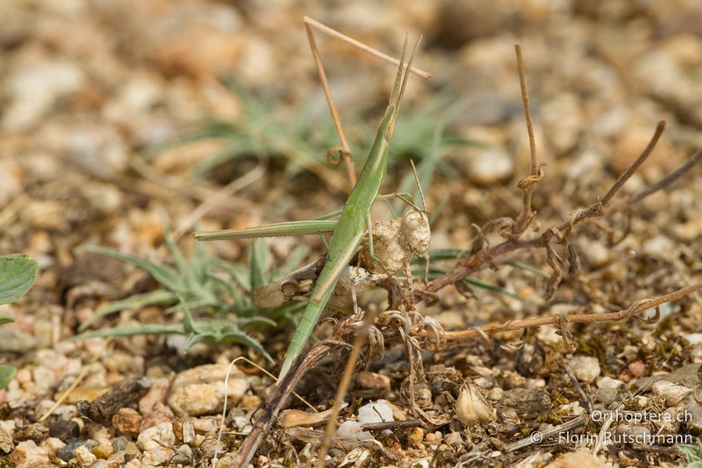 Bei der Hitze im ausgetockneten Flussbett wollen die Heuschrecken um jeden Preis in die Höhe - oder doch eine Vorstellung der 'Stadtmusikanten'? (Acrida ungarica grün, Oedipoda miniata tarnfarben) - Volvi-See, 10.07.2012